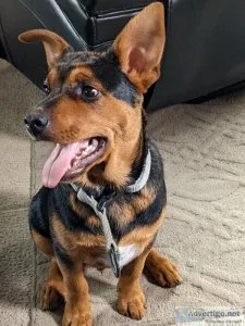 7mo. Blue Heeler for sale.