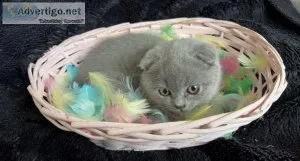 4 Scottish Fold Kittens For Sale