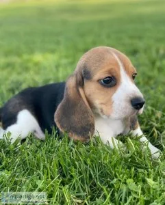 Beagle for sale-available