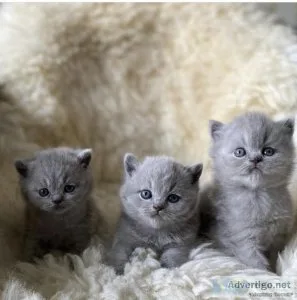 Cute British Shorthair Kittens