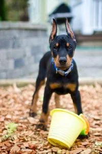 Champion lineup Doberman puppies...7300930479