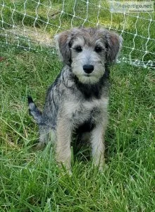 Bear the Schnoodle