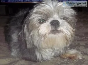 Shih Tzu Puppies and Adult