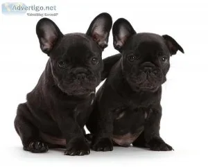 Champion lineup French bulldog puppies...7300930479