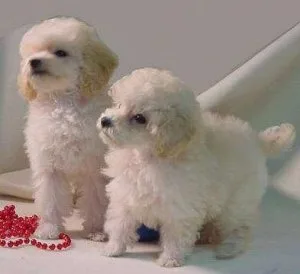 Miniature Male and Female Poodle Puppies