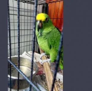 Very beautiful  Amazon parrot
