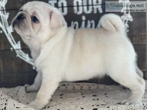 Beautiful AKC Pug Puppies