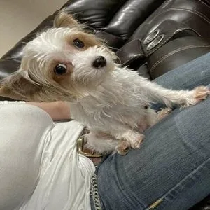 Mature WHite Akc Female Puppy