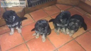 German Shepherd Puppies for sale
