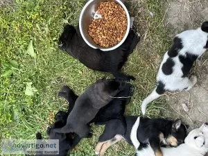 German Shepherd- Heeler Lab