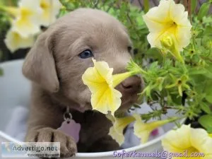 Silver Labradors