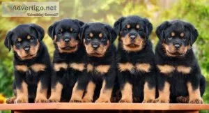 Champion lineup Rottweiler puppies...7300930479
