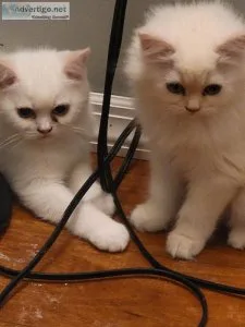 Tecup Munchkins