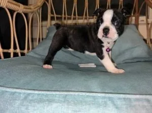 Boston terrier PUPPIES FOR RE HOMING