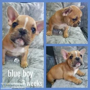 Gorgeous KC French bulldog puppies
