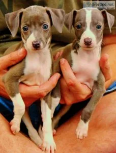 Italian Greyhound Puppies For Adoption