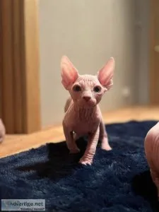 3 beauty sphynx kittens