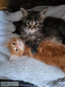 Stunning Maine Coon kittens for sale