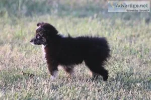 Teacup Aussie Female