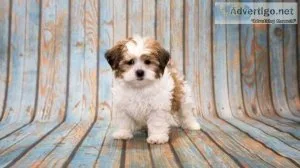 Champion lineup Shih tzu puppies...7300930479