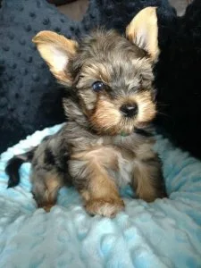 Very small yorkshire (yorkie)