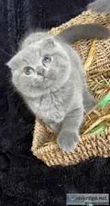 4 Scottish Fold Kittens For Sale