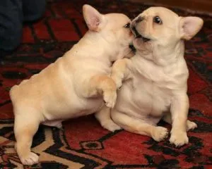 FRENCH BULLDOG PUPPIES FOR SALE