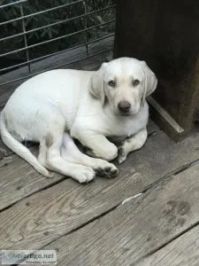 Purebred Female Yellow Lab Puppies