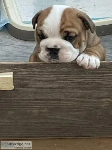 Stunning traditional English bulldog puppies