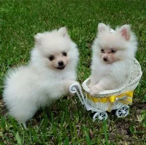 Teacup Pomeranian Puppies Available