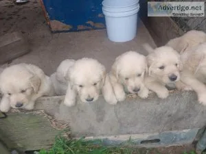 AKC GOLDEN RETRIEVER PUPPIES