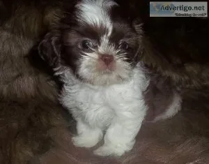 AKC Female Shih Tzu