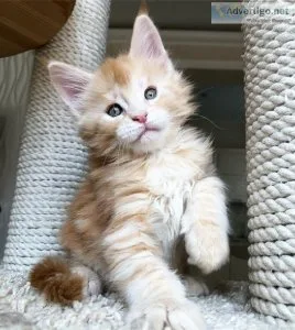 Stunning Male and Female Maine Coon Kittens