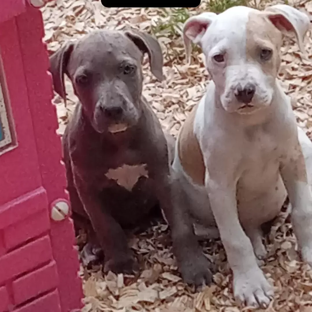 Rehoming pittbull puppies