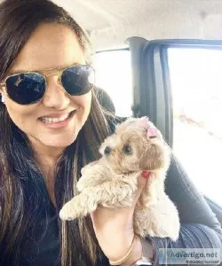 Maltese Puppies  Ready For Adoption
