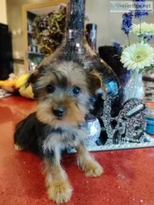 Yorkshire terrier puppies mini size
