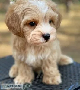 Healthy maltipoo puppies