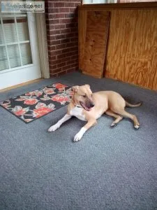 Rehoming Female Whippet Dog - Free