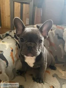 Best French bulldog Puppies