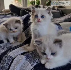New home for my Smart Ragdoll kittens