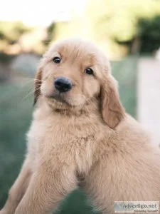 Golden retriever puppies