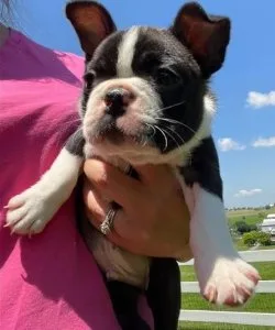 Boston terrier puppies