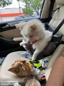 I&rsquom rehoming my small Pomeranian puppy.
