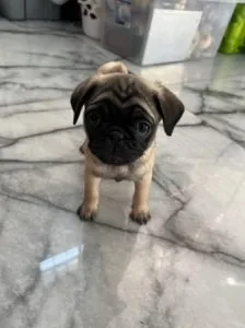 Pug Puppies
