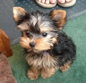 8 weeks yorkies available for sale at %15 discount price