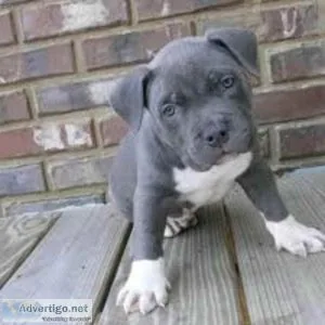 Blue Nose American Pitbull Terrier PUPPIES AVAILABLE