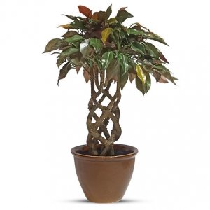 Artificial Red Ficus Bonsai At Wholesale Price Online