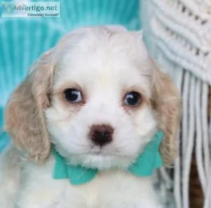 King charles spaniel puppies