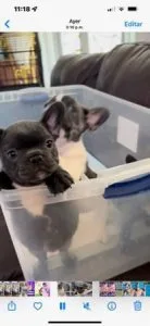 french bulldog male female