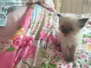 5 CUTE Ragdoll kittens ready for all good and loving homes